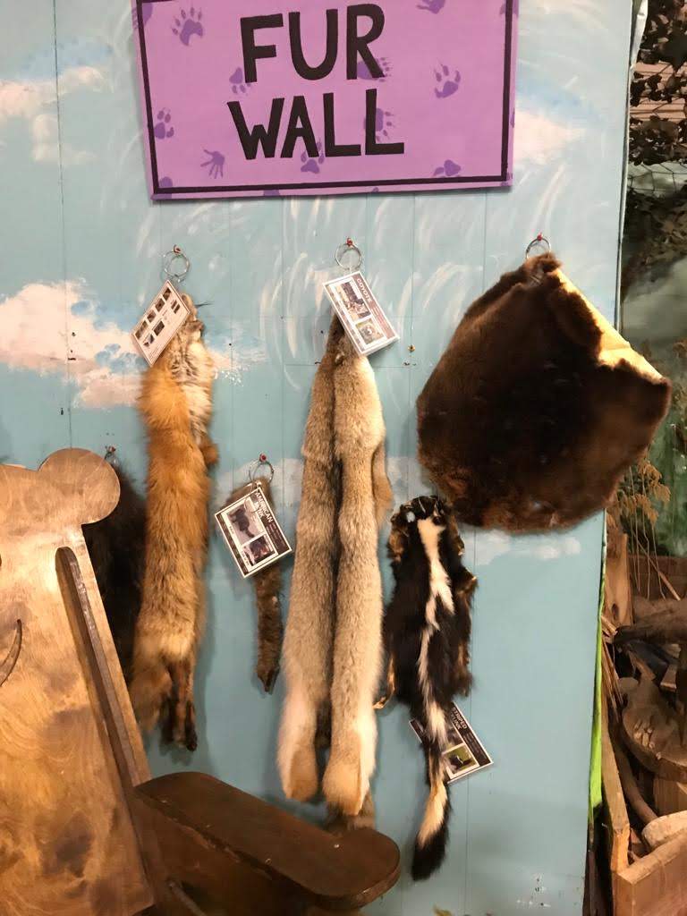 Wall lined with fur skins from animals native to the area.